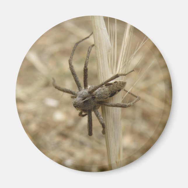 Imã Aranha Crawly (Frente)