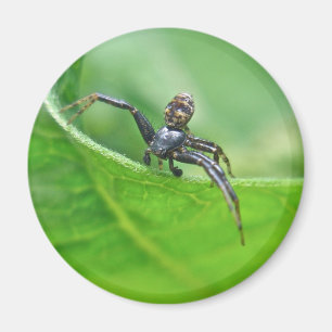 Imã Aranha do caranguejo em artigos de coordenação d