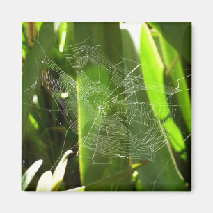 Imã Aranha-do-mar na Natureza das Folhas Tropicais