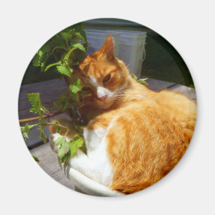 Imã Aranha-palha em um pote