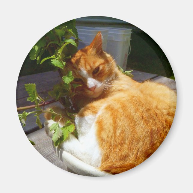 Imã Aranha-palha em um pote (Frente)