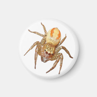 Imã Aranha Saltadora Dimórfica (Maevia inclemens)