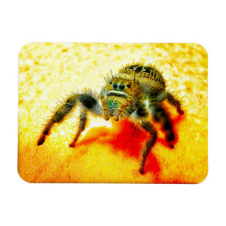 Ímã Aranha saltadora do Texas
