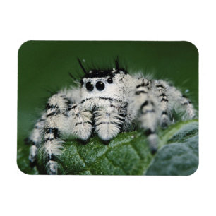 Ímã Aranha Saltadora Metaphid