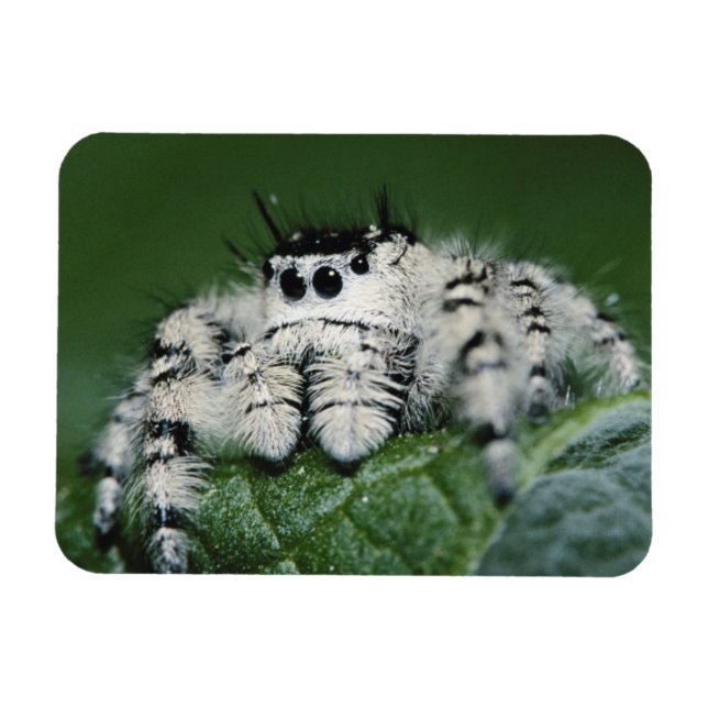 Ímã Aranha Saltadora Metaphid (Horizontal)