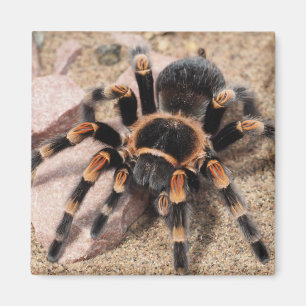 Imã Aranha Vermelha Mexicana Tarantula