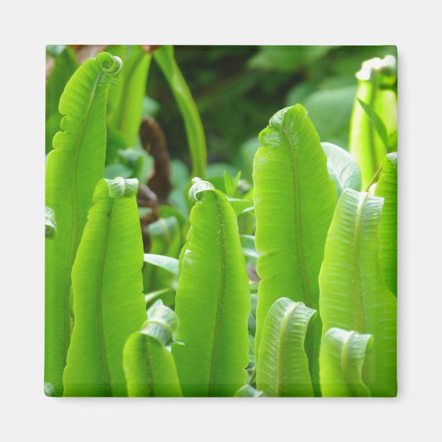 Imã Arca, Fern Magnet (Frente)
