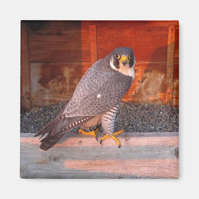 Imã Archer Magnet (Frente)