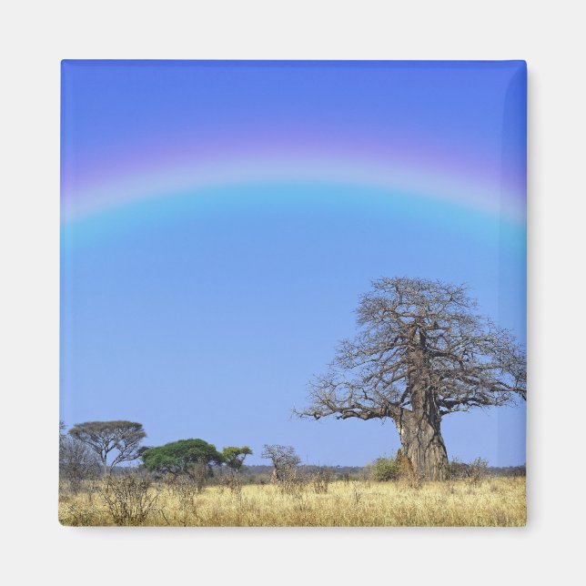 Imã Arco-íris e árvore baobá africano, Adansonia (Frente)