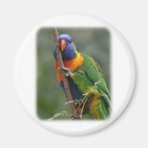 Imã Arco-íris Lorikeet 9Y209D-177