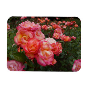 Ímã Arco-Íris Sorbet Rosa nº 4 Fotografia Magnet