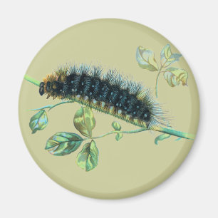 Imã Arctia caja caterpillar