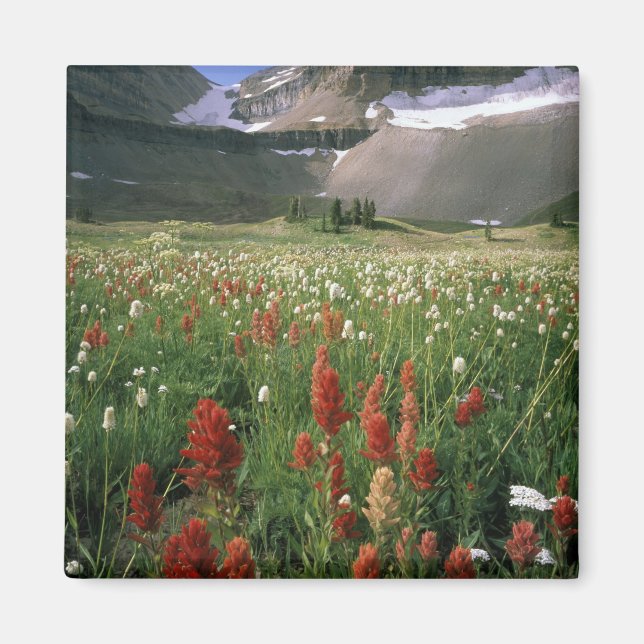 IMÃ ÁREA SILVESTRE DE MOUNT TIMPANOGOS, UT, EUA, (Frente)
