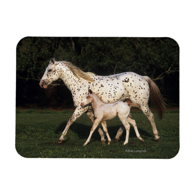 Ímã Areia e Pé Appaloosa no campo (Horizontal)