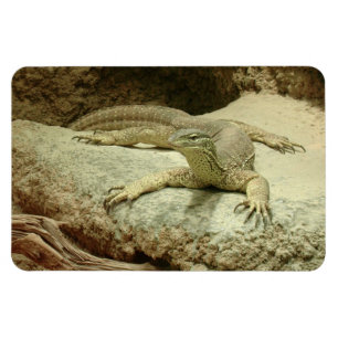 Ímã Areia Goanna