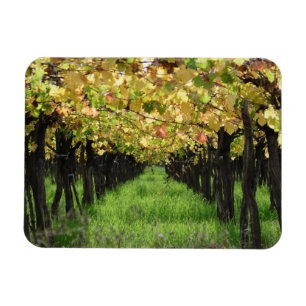 Ímã Argentina, Mendoza, fileira da uva no vinhedo