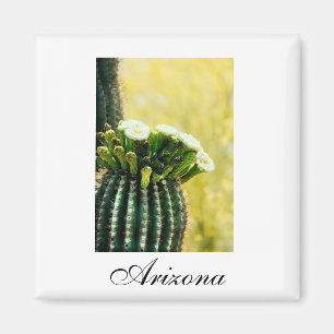 Imã Arizona saguaro floresce