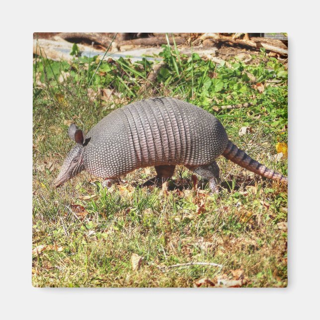 Imã Armadillo (Frente)