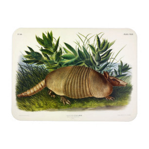 Ímã Armadillo de nariz longo de nove pela Audubon
