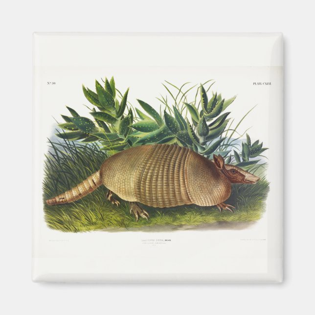 Imã Armadillo de nariz longo de nove pela Audubon (Frente)