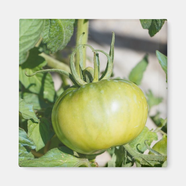 Imã Aroma de tomate num pomar (Frente)