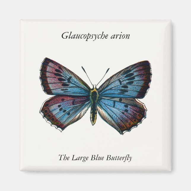 Imã Aron Glaucopsyche - A Grande Borboleta Azul (Frente)