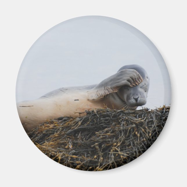 Imã Arranhando o ímã do selo (Frente)