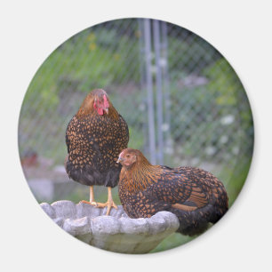 Imã Arredondar Magnet De Frango