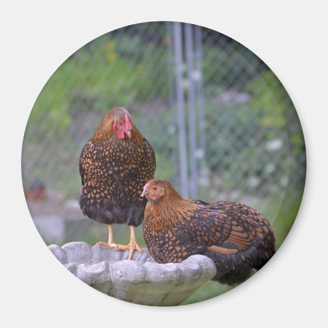Imã Arredondar Magnet De Frango (Frente)
