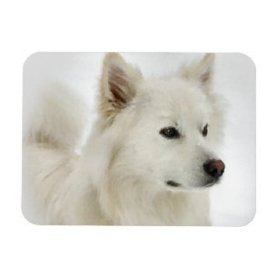 Ímã Arte americana do cão Eskimo