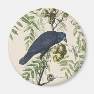 Imã Arte da Natureza do Corvo Americano Audubon Vintag