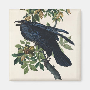 Imã Arte da Natureza do Corvo de Audubon Vintage