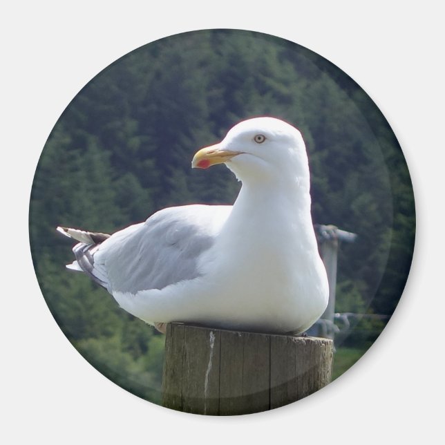 Imã Arte de Ave Costeira em Repouso Gaivota Círculo Fo (Frente)