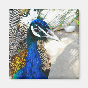 Imã Arte de Ave e Pena de Pavão Elegante