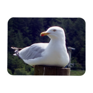 Ímã Arte de Cena de Vida Selvagem de Gaivota Costeira