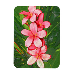 Ímã Arte de Frangipani Tropical Rosa
