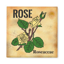 Arte de linha da Rosa Amarela em estilo de papel e