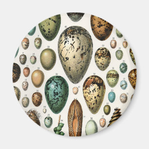 Imã Arte de Ovos de Pássaros da Academia Sombria Vinta