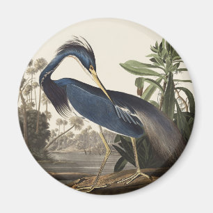 Imã Arte de Pássaro da Garça da Louisiana de Audubon V