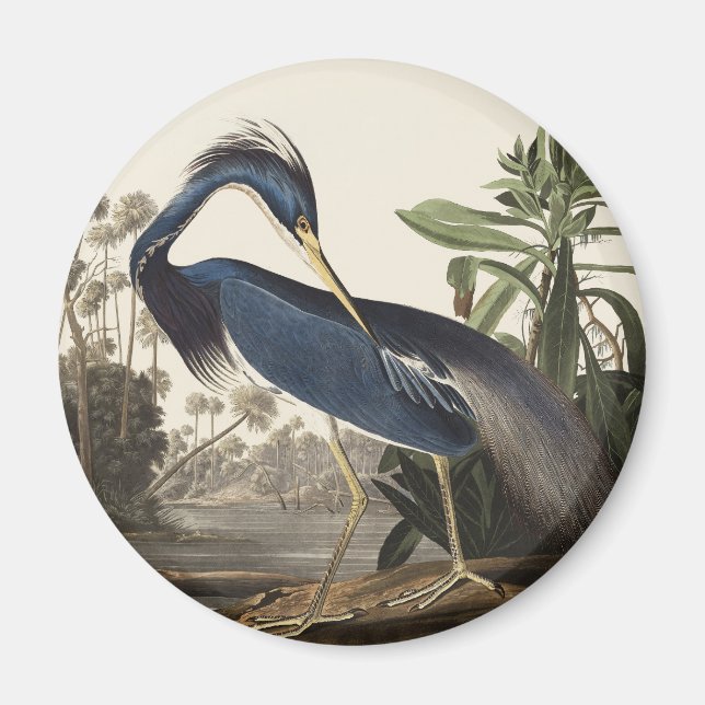 Imã Arte de Pássaro da Garça da Louisiana de Audubon V (Frente)