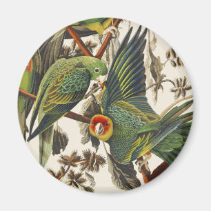 Imã Arte de Pássaro Periquito da Carolina Audubon Vint