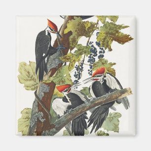 Imã Arte de Pássaro Pica-Pau-Grande Audubon Vintage