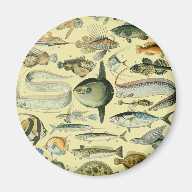 Imã Arte De Pesca Científica Para Peixes Vintage (Frente)