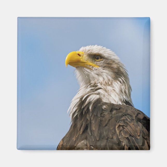 Imã Arte de retrato da vida selvagem da águia american (Frente)