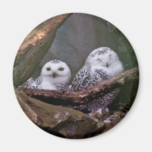 Imã Arte de vida selvagem da coruja da neve no bosque