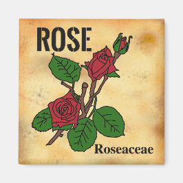 Imã arte em linha de Rosa Vermelha estilo papel envelh