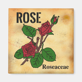 Imã arte em linha de Rosa Vermelha estilo papel envelh