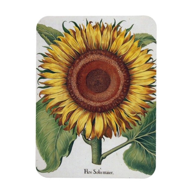 Ímã Arte Floral de Girassol Vintage Damask (Vertical)
