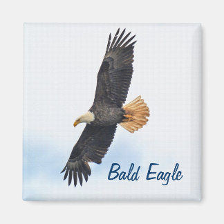 Imã Arte Fotográfica Bald Eagle Wildife
