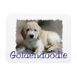 Ímã Arte Goldendoodle